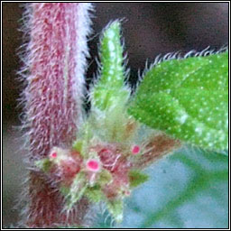 Pellitory-of-the-wall, Parietaria judaica, Feabhra�d