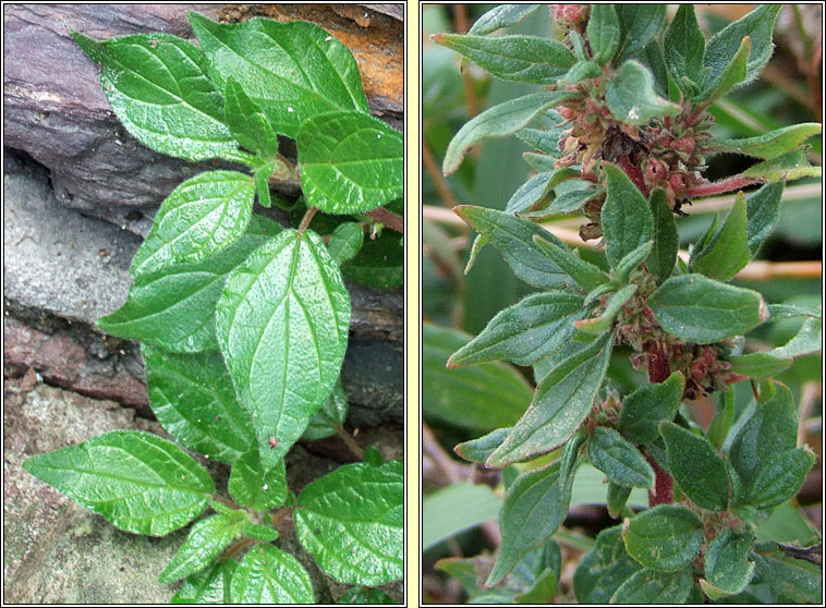 Pellitory-of-the-wall, Parietaria judaica, Feabhra�d