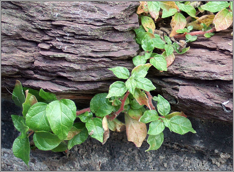 Pellitory-of-the-wall, Parietaria judaica, Feabhra�d