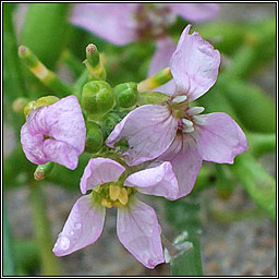 Sea Rocket, Cakile maritima, Cearrbhac�n mara