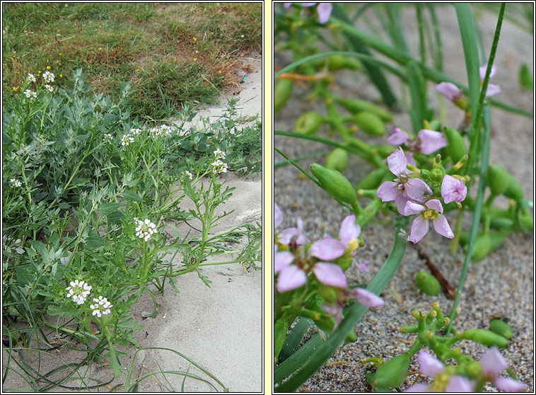 Sea Rocket, Cakile maritima, Cearrbhac�n mara