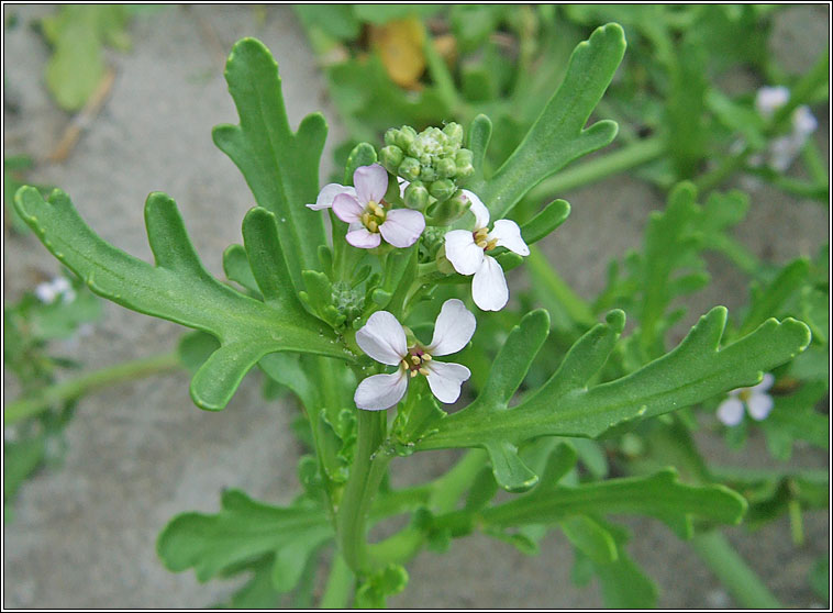 Sea Rocket, Cakile maritima, Cearrbhac�n mara