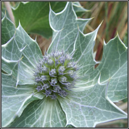 Sea-holly, Eryngium maritimum, Cuileann tr�