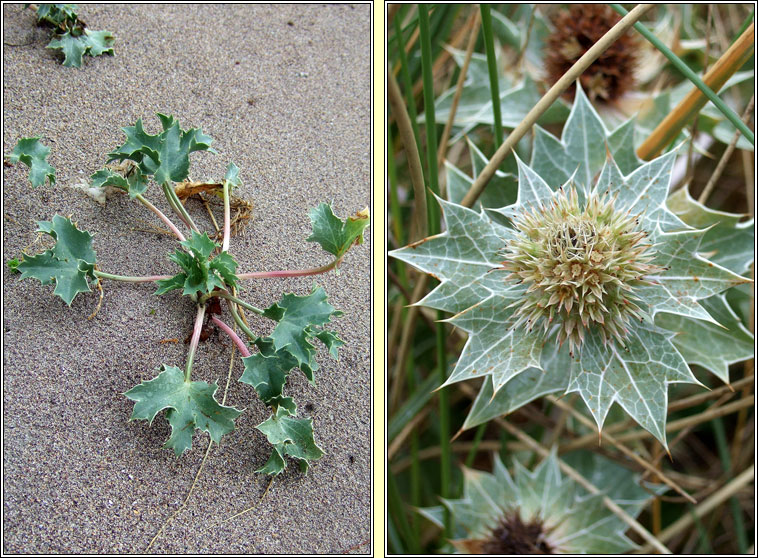Sea Holly, Eryngium maritimum, Cuileann tr�
