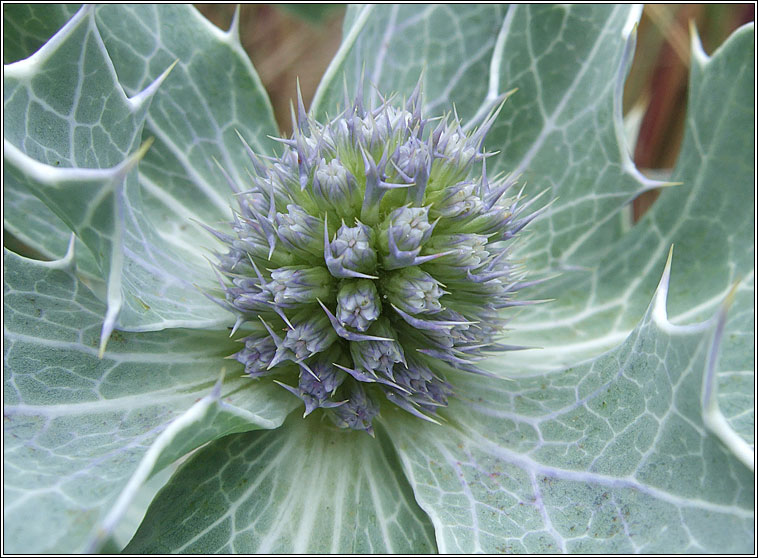 Sea-holly, Eryngium maritimum, Cuileann tr�