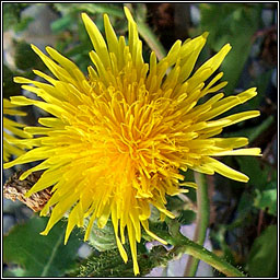 Perennial Sow-thistle, Sonchus arvensis, Bleacht�n l�ana