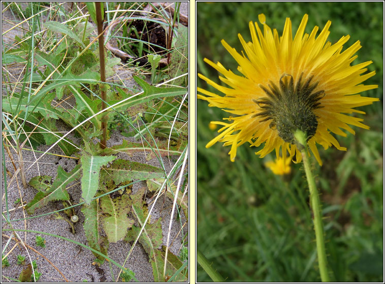Perennial Sow-thistle, Sonchus arvensis, Bleacht�n l�ana
