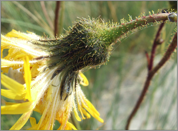 Perennial Sow-thistle, Sonchus arvensis, Bleacht�n l�ana