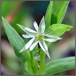 Bog Stitchwort, Stellaria alsine, Tursarraing mh�na