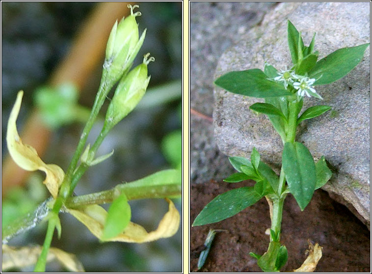 Bog Stitchwort, Stellaria alsine, Tursarraing mh�na