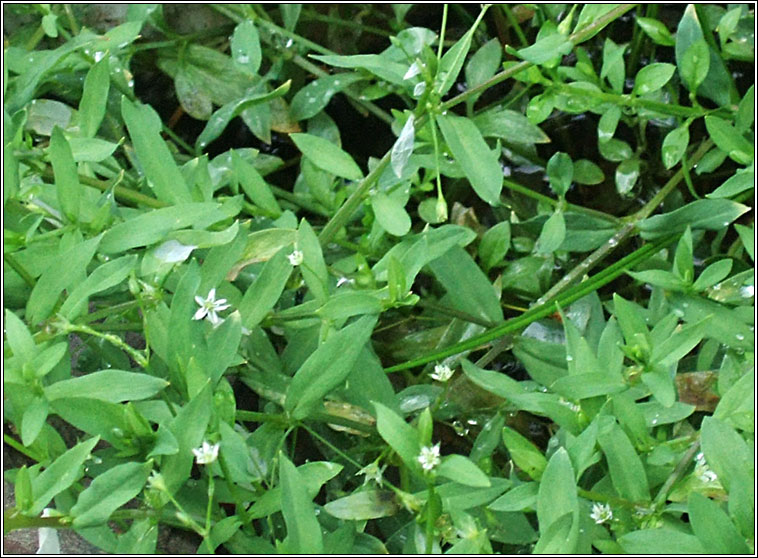 Bog Stitchwort, Stellaria alsine, Tursarraing mh�na