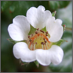 Barren Strawberry, Potentilla sterilis, S� tal�n br�ige