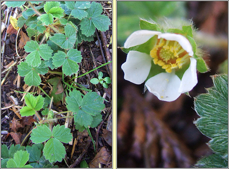 Barren Strawberry, Potentilla sterilis, S� tal�n br�ige