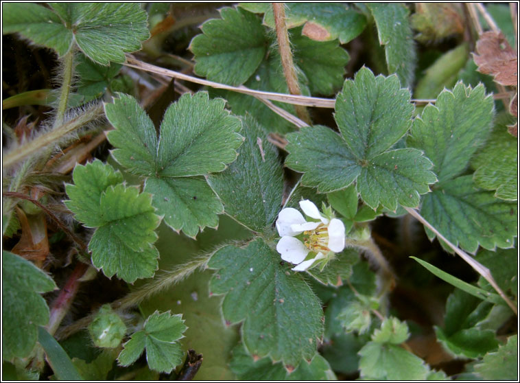 Barren Strawberry, Potentilla sterilis, S� tal�n br�ige