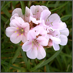 Thrift, Armeria maritima, Rabh�n