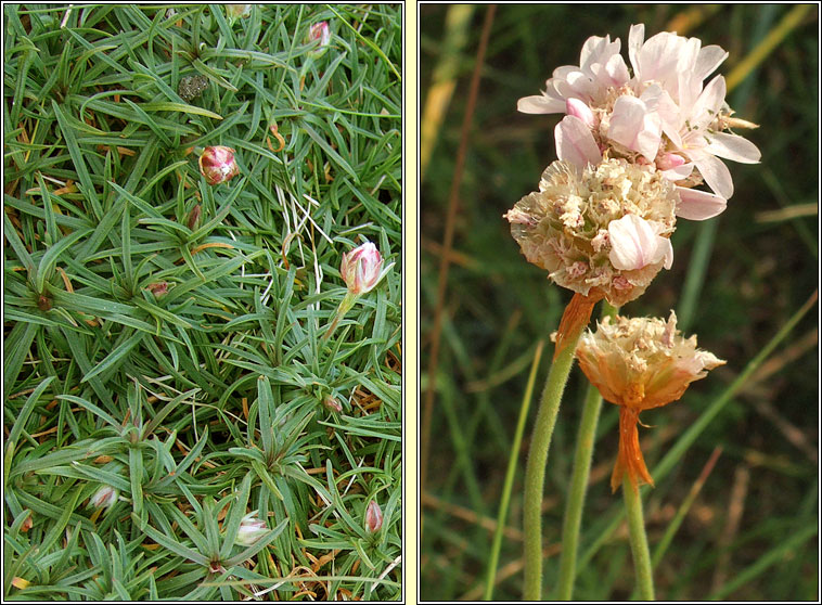 Thrift, Armeria maritima, Rabh�n