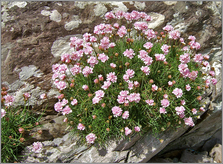 Thrift, Armeria maritima, Rabh�n