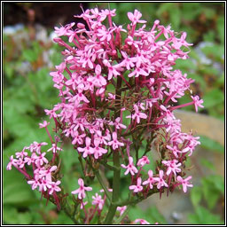Red Valerian, Centranthus ruber, Sl�n iomaire