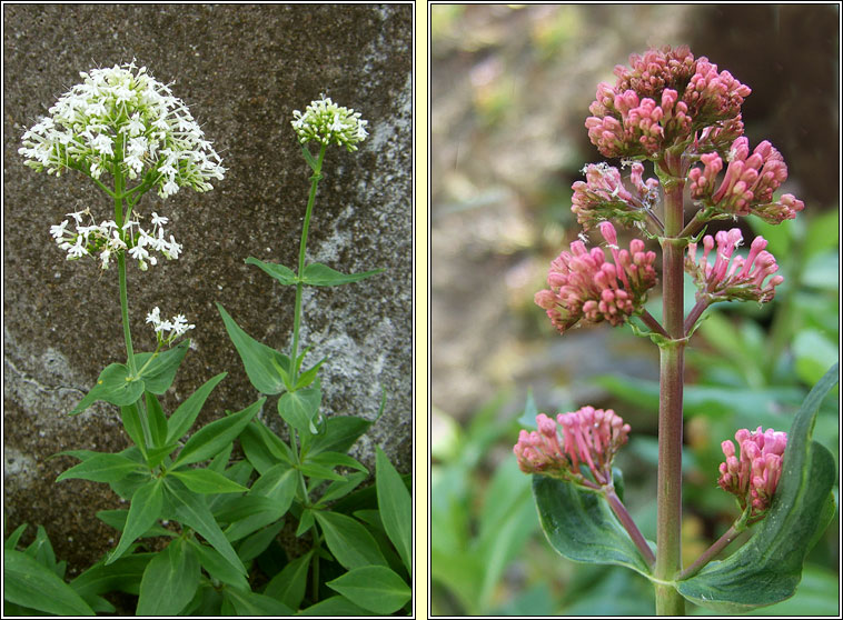 Red Valerian, Centranthus ruber, Sl�n iomaire