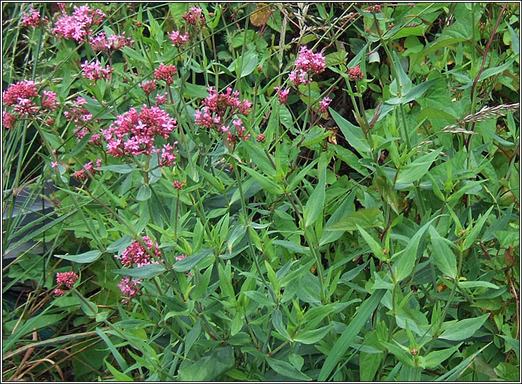 Red Valerian, Centranthus ruber, Sl�n iomaire