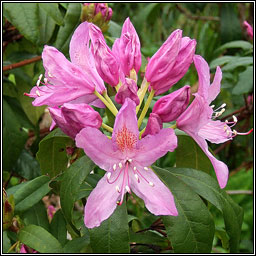 Rhododendron, Rhododendron ponticum, R�slabhras