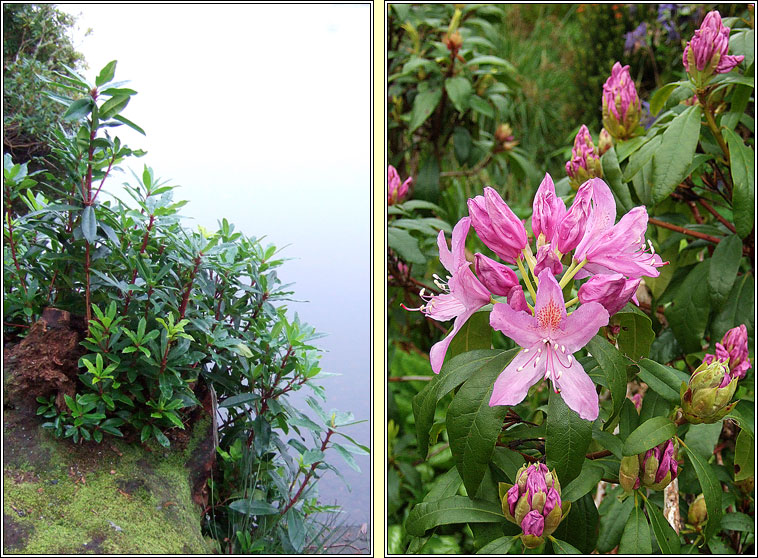 Rhododendron, Rhododendron ponticum, R�slabhras