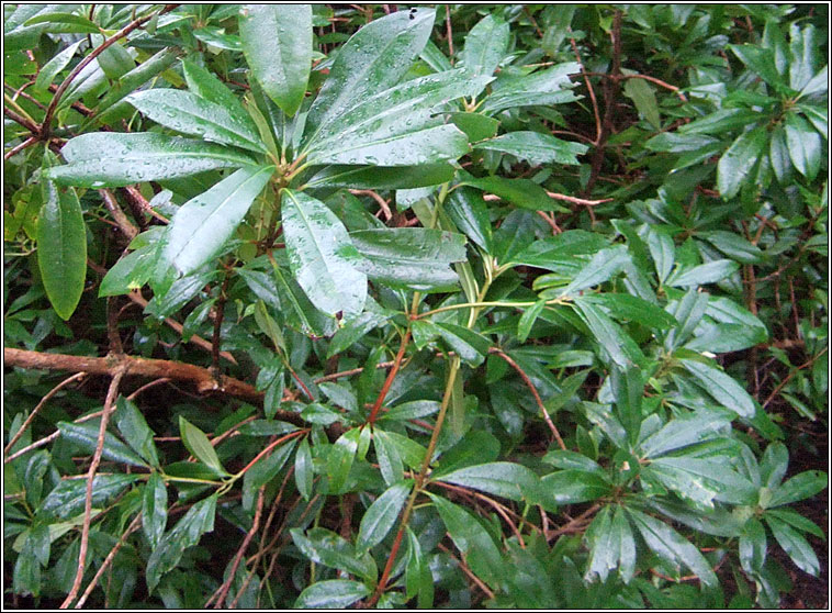 Rhododendron, Rhododendron ponticum, R�slabhras