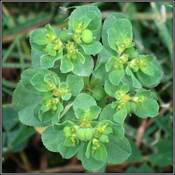 Sun Spurge, Euphorbia helioscopia, Lus na bhfaithn�