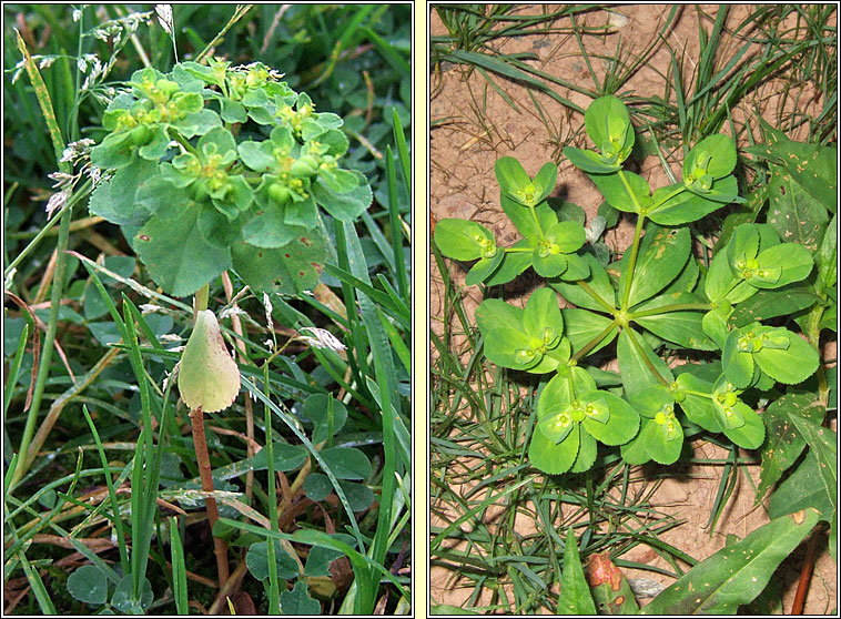 Sun Spurge, Euphorbia helioscopia, Lus na bhfaithn�