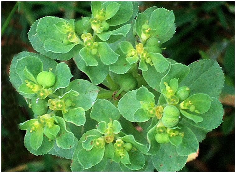 Sun Spurge, Euphorbia helioscopia, Lus na bhfaithn�