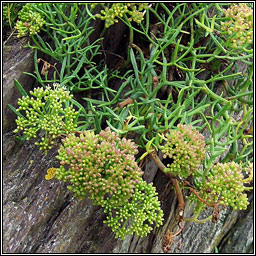 Rock Samphire, Crithmum maritimum, Craobhraic