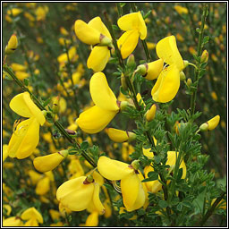 Broom, Cytisus scoparius, Giolcach sl�ibhe