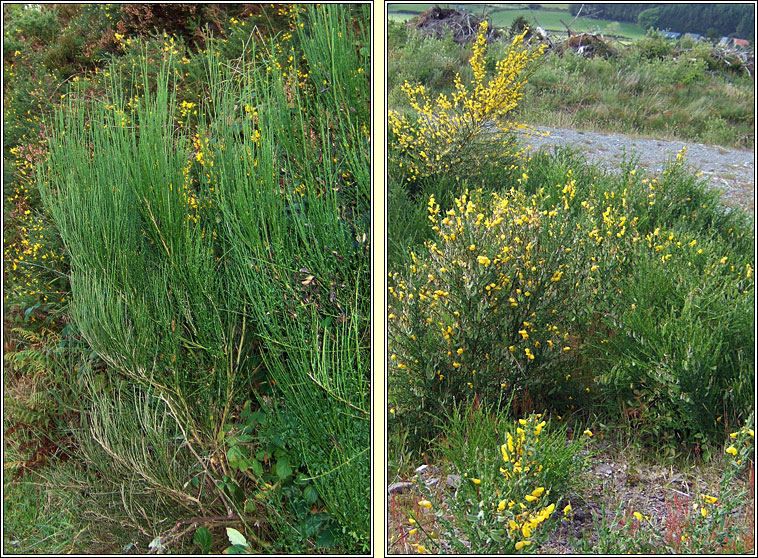 Broom, Cytisus scoparius, Giolcach sl�ibhe
