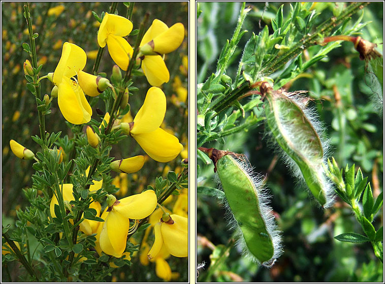 Broom, Cytisus scoparius, Giolcach sl�ibhe