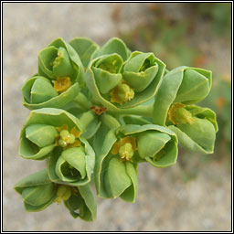 Sea Spurge, Euphorbia paralias, Bainne l�ana