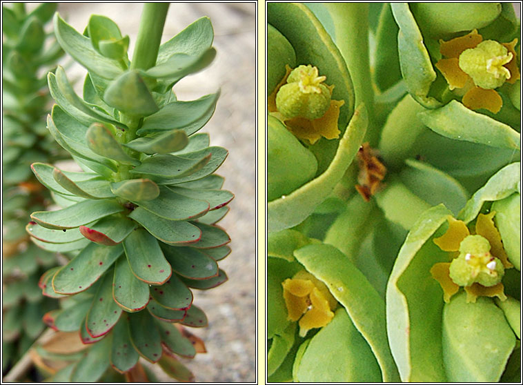 Sea Spurge, Euphorbia paralias, Bainne l�ana