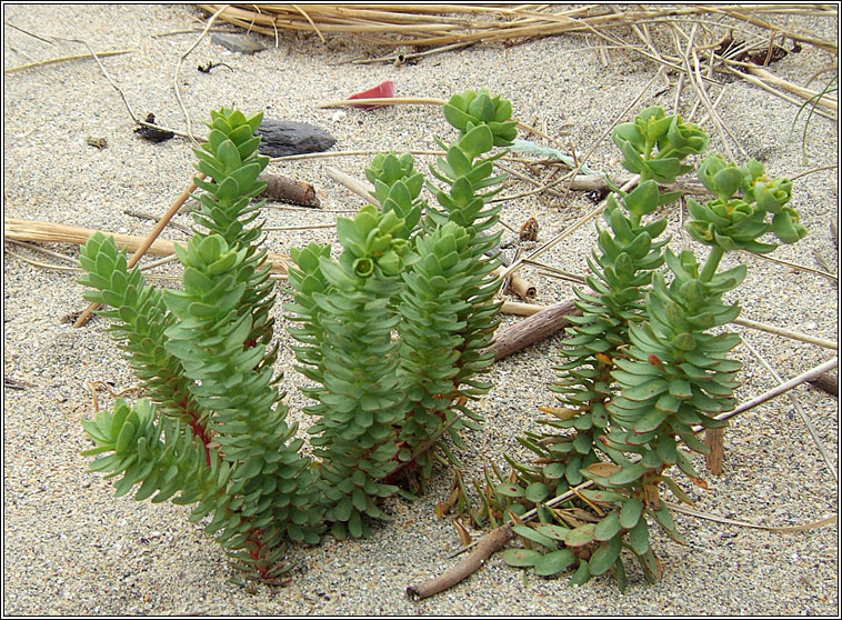 Sea Spurge, Euphorbia paralias, Bainne l�ana