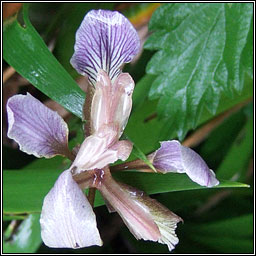 Stinking Iris, Iris foetidissima, Gl�iriam