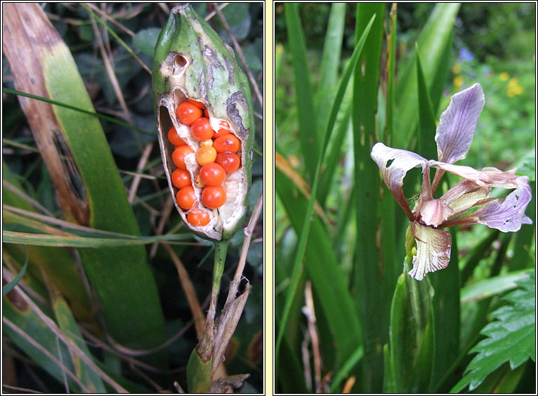Stinking Iris, Iris foetidissima, Gl�iriam