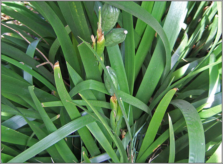 Stinking Iris, Iris foetidissima, Gl�iriam
