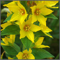Dotted Loosestrife, Lysimachia punctata, Breall�n dl�th