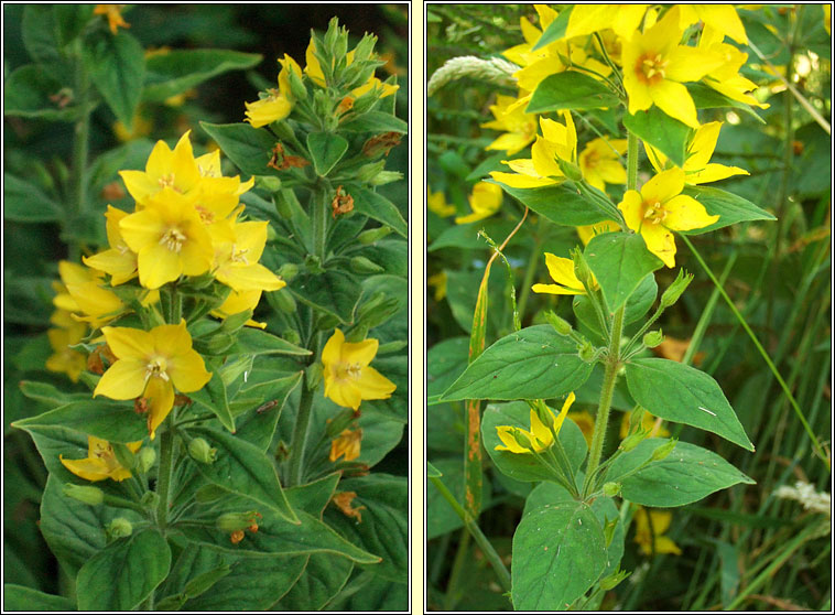 Dotted Loosestrife, Lysimachia punctata, Breall�n dl�th