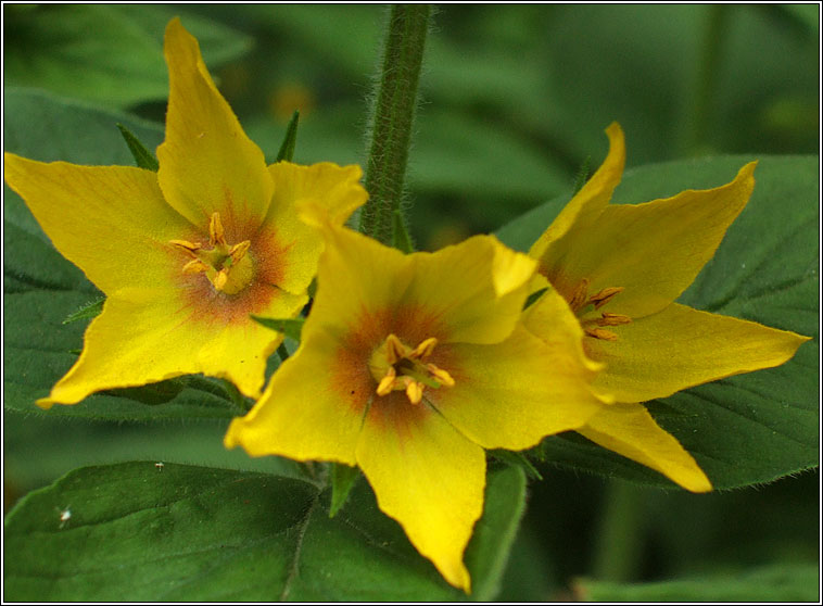 Dotted Loosestrife, Lysimachia punctata, Breall�n dl�th