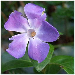 Greater Periwinkle, Vinca major, Finc�n m�r