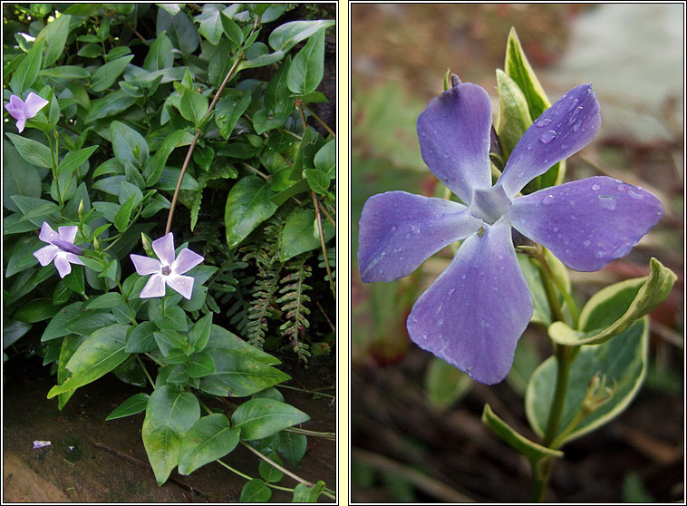Greater Periwinkle, Vinca major, Finc�n m�r