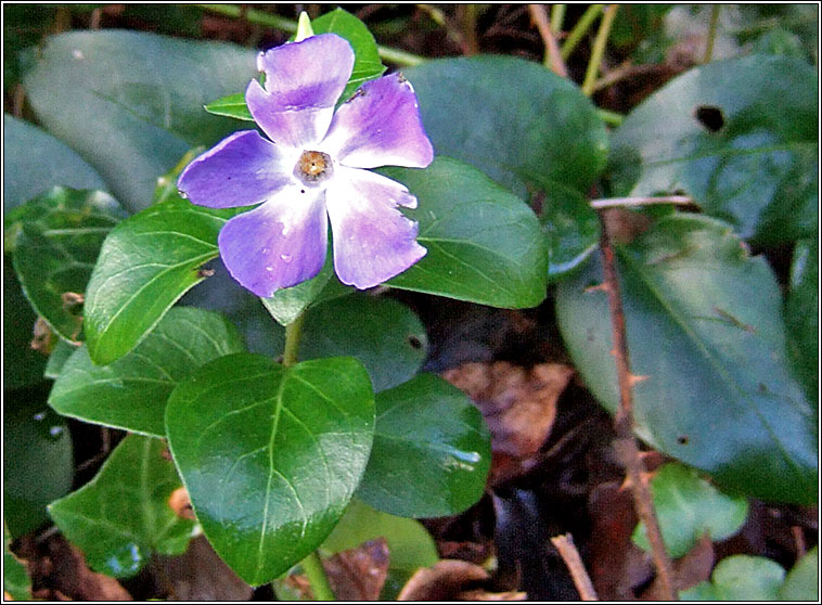 Greater Periwinkle, Vinca major, Finc�n m�r