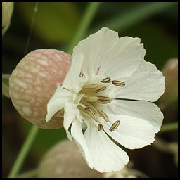 Sea Campion, Silene uniflora, Coire�n mara