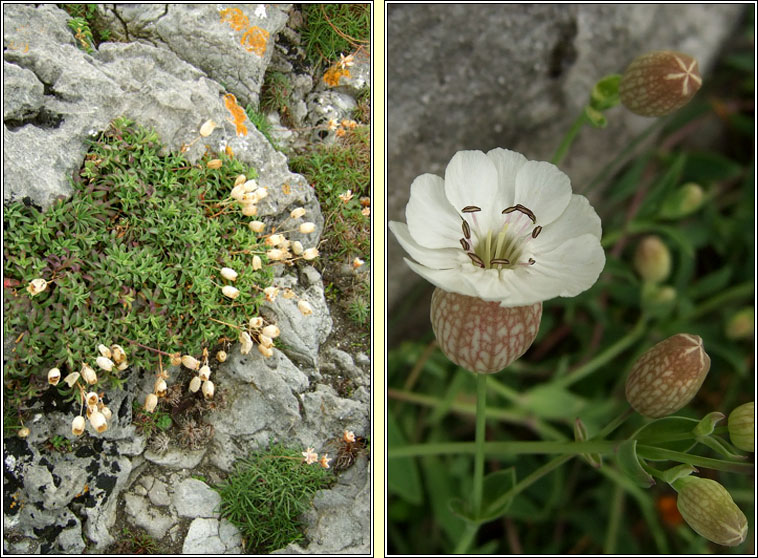 Sea Campion, Silene uniflora, Coire�n mara