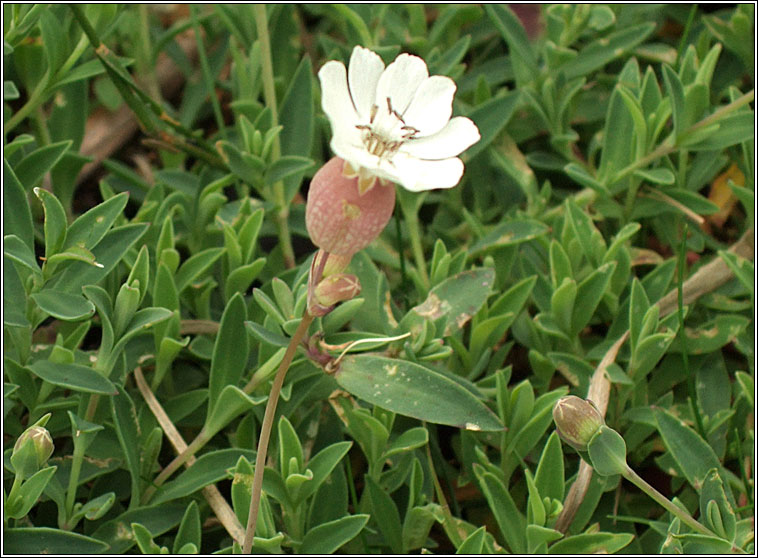 Sea Campion, Silene uniflora, Coire�n mara
