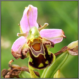 Bee Orchid, Ophrys apifera, Magairl�n na mbeach